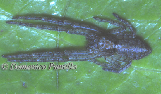 Tmarus sp.